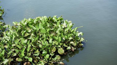 Tatlı su gölünün sakin yüzeyinde yüzen yoğun bir yeşil su sümbülü kümesi. Doğal ortamdaki su bitkilerini yakalayan yüksek açılı bir çekim..