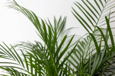 Yeşil Chamaedorea ElegaMinimalist, beyaz arka planda yeşil Chamaedorea elegans yaprağı. Uzun, dar broşürleri olan tropik kapalı alan bitkisi tazeliği, doğayı ve ekolojik yaşamı sembolize ediyor. Beyaz Arkaplanda Yaprak