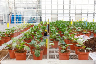 Endüstriyel mimarisi olan modern bir cam evin içinde kahverengi saksılarda sıralanmış yeşil fidanlar..