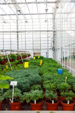 Endüstriyel mimarisi olan modern bir cam evin içinde kahverengi saksılarda sıralanmış yeşil fidanlar..