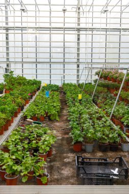 Endüstriyel mimarisi olan modern bir cam evin içinde kahverengi saksılarda sıralanmış yeşil fidanlar..