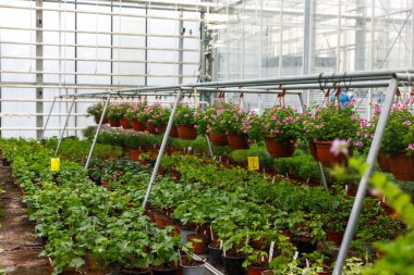 Endüstriyel mimarisi olan modern bir cam evin içinde kahverengi saksılarda sıralanmış yeşil fidanlar..