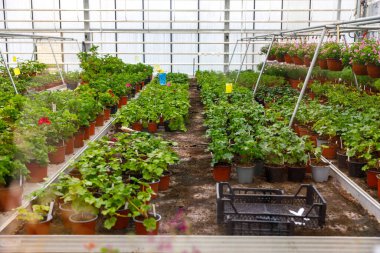 Endüstriyel mimarisi olan modern bir cam evin içinde kahverengi saksılarda sıralanmış yeşil fidanlar..