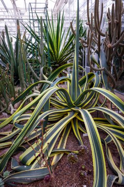 Parlak, profesyonel bir botanik bahçesinde çeşitli kaktüsler arasında büyüyen uzun sarı ve yeşil çizgili yapraklarla etkileyici bir agave..