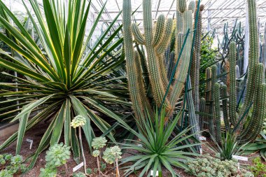 Keskin yaprakları ve güneşli bir botanik konservatuarında uzun dokulu kaktüsü olan canlı yeşil bir agave..
