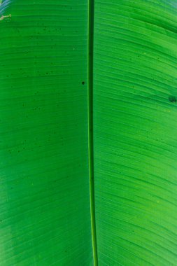 Canlı yeşil bir tropikal yaprağın yüksek açılı makrosu. Detaylı damarları ve organik dokusu var..