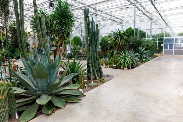 Geniş bir agave ve uzun bir kaktüs parlak, modern bir cam evde, temiz bir beton yolu ile büyüyor..