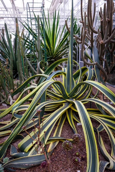 Parlak, profesyonel bir botanik bahçesinde çeşitli kaktüsler arasında büyüyen uzun sarı ve yeşil çizgili yapraklarla etkileyici bir agave..