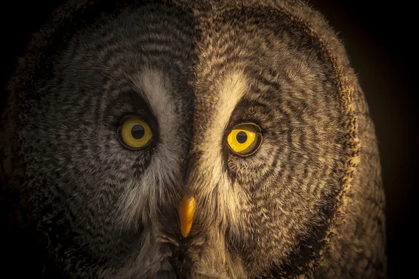 Ogen grote grijze uil — Stockfoto