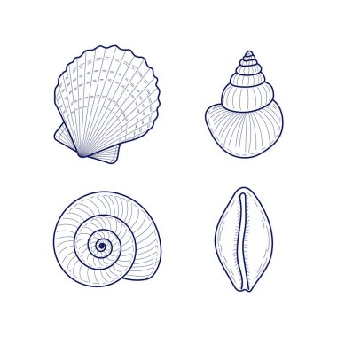 Beyaz bir zemin üzerinde deniz tarağı ve spiral kabuk gibi çeşitli deniz kabuklarının dört detaylı çizim koleksiyonu..