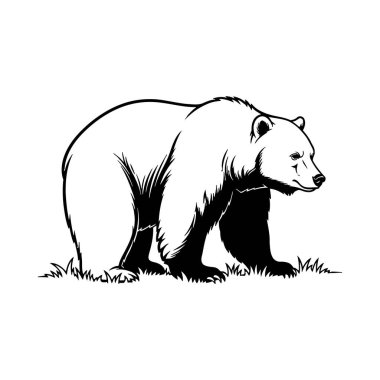 Ayı ayı, ayı vektörü