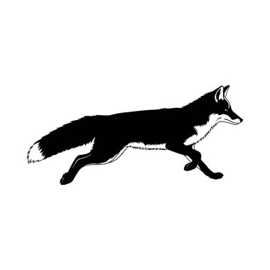 Siyah kurt silueti, beyaz arkaplanda izole edilmiş, vektör illüstrasyonu