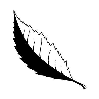 Beyaz arkaplanda siyah tüy izole edildi