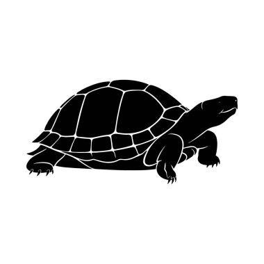 Bir kaplumbağanın vektör çizimi.
