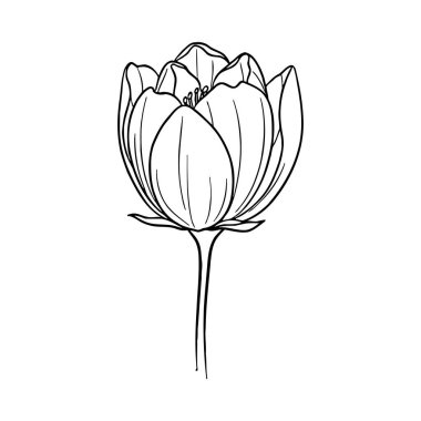 El çizimi nilüfer çiçeği. siyah ve beyaz vektör çizimi