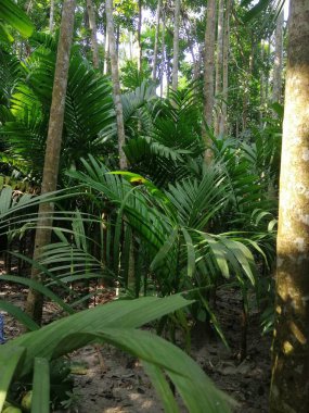 Yaprakların arasından süzülen güneş ışığıyla yoğun bir şekilde büyüyen palmiye ağaçları ve yeşil yapraklarla dolu yoğun bir tropikal orman..