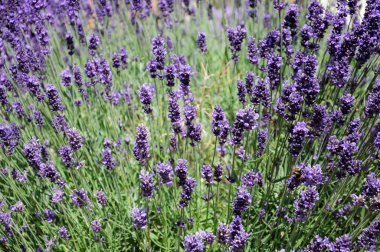 Lavanta bitki tam Bloom.