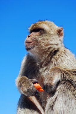 Barbary havuç, Gibraltar bir parça yemek maymun (Macaca Sylvanus).