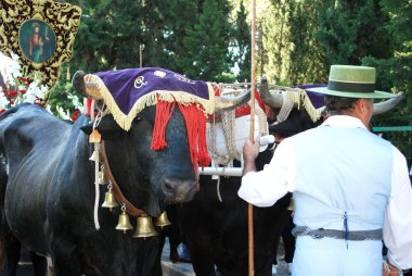 Boğa sepeti Romeria San Bernabe Marbella sırasında önde gelen adam.