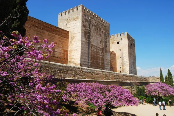 Kalenin doğu tarafında sarnıç sarayı ön planda pembe ağaç çiçeği ile, Alhambra Sarayı, Granada. — Stok fotoğraf