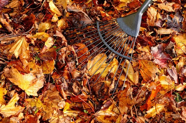 Ahornblätter im Herbst rechen,. — Stockfoto