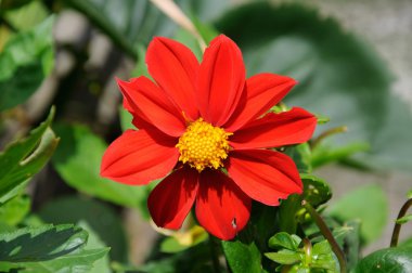 Kırmızı Dahlia tam Bloom.