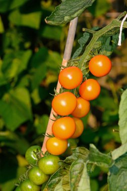 Sungold domates büyüyen bitki, İngiltere.