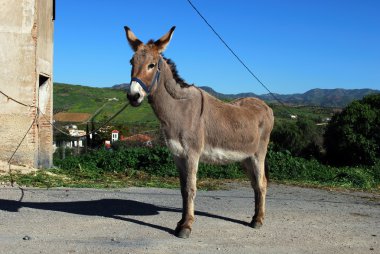 Hayvan zinciri eşek kırsal İspanya.