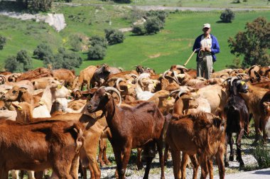 Goatherd ve çoban, Alora yakınındaki