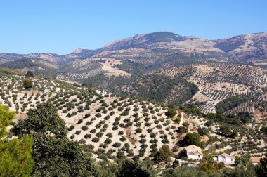 Zeytin bahçeleri dağlarda Montefrio.