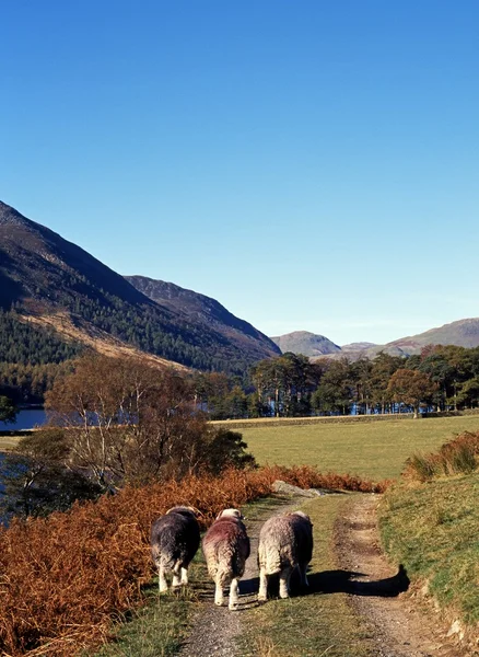 Lago e luccio rosso sono caduti con tre pecore che camminavano lungo il sentiero, Buttermere . — Foto Stock