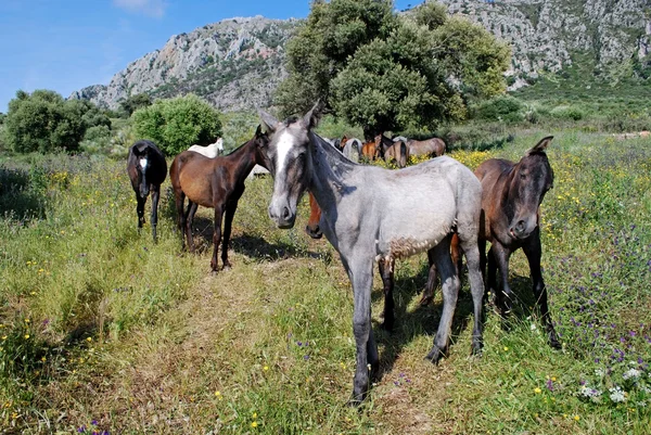 Horses on the slopes of Reales Mountain in Sierra Bermeja, Spain. — Stock Photo, Image