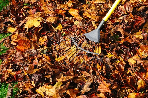 Raking up maple leaves in the Autumn, UK. — Stock Photo, Image