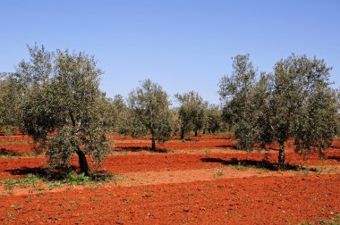Olive grove Fuente del Piedra, İspanya yakınındaki zengin kırmızı toprak ile.