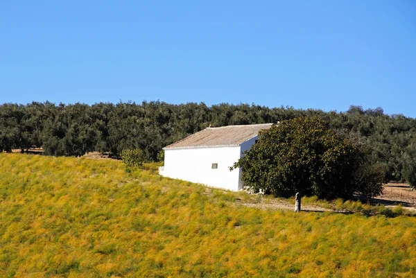 Campo de espargos e fazenda (finca), Zagra . — Fotografia de Stock