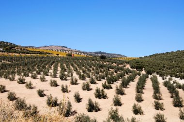 Zeytin bahçeleri İspanyol şehir dışında Montefrio.