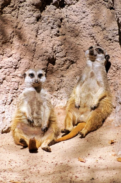 Güneş zevk bir kayaya yaslanmış iki fundalıklardır (Suricata Suricatta). — Stok fotoğraf