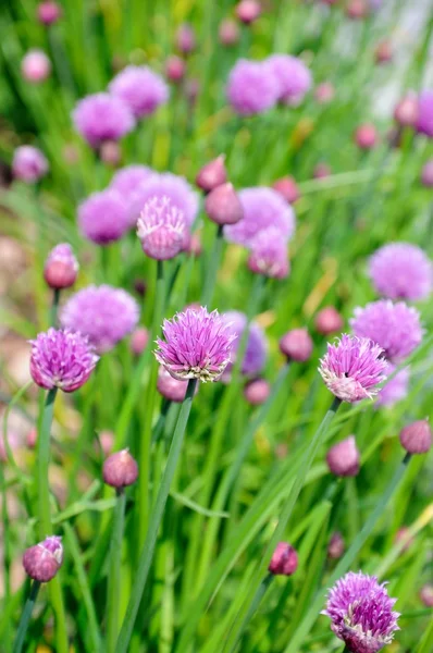 Teste di fiore della pianta erba cipollina Allium schoenoprasum . — Foto Stock