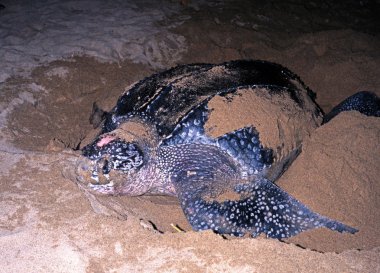 Deri kaplumbağa karaya, Grafton beach, Tobago yumurtlamak için geliyor.