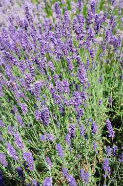 Lavanta bitki tam Bloom.