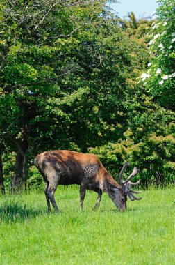 Broadway yakınlarındaki bir çayırda erkek kırmızı geyik, İngiltere.