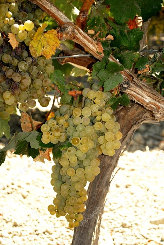 Ripe white grapes on the vine near Jerez de la Frontera.