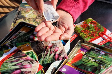 Woman shaking red spring onion seeds into palm of hand ready for sowing.