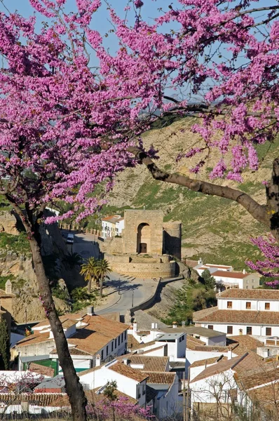 Арабская башня с розовыми деревьями на переднем плане, Antequera . — стоковое фото