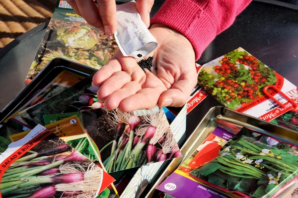Woman shaking red spring onion seeds into palm of hand ready for sowing.