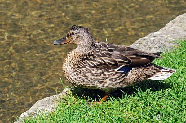 Mallard fêmea em pé na margem do rio ao lado do rio Windrush no centro da aldeia, Bourton na água — Fotografia de Stock