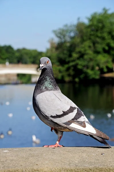 Taube steht auf einer Mauer am Fluss Derwent, Derby. — Stockfoto
