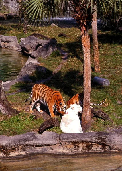 Тигры, отдыхающие на солнце, Флорида, США . — стоковое фото