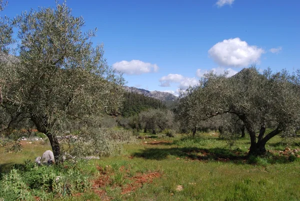 View across the olive groves towards the mountains, Refugio de Juanar, Near Marbella, Spain. — Stock Photo, Image