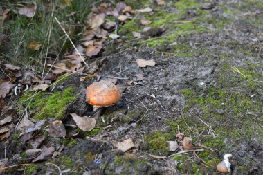 Düşen huş yaprakları, yosunlar ve kuru otlar arasında orman zemininde kırmızı konkav kapaklı parlak sinek mantarı yetişir. Sonbahar sahnesi huzurlu orman atmosferini taşır.